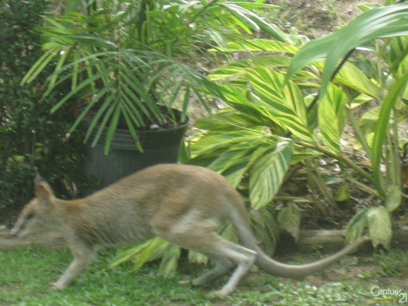 11 DENISON COURT, Toomulla QLD 4816