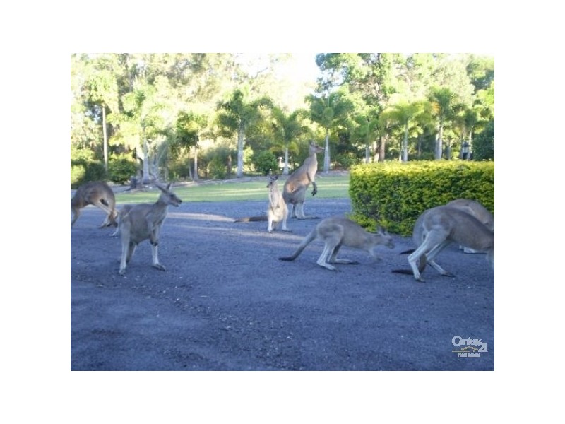 81 Annie Drive, Peregian Beach QLD 4573