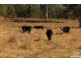 92 Lancebark Road, Jimboomba QLD 4280