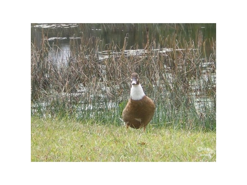 Chambers Flat QLD 4133