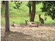 Mundoolun QLD 4285