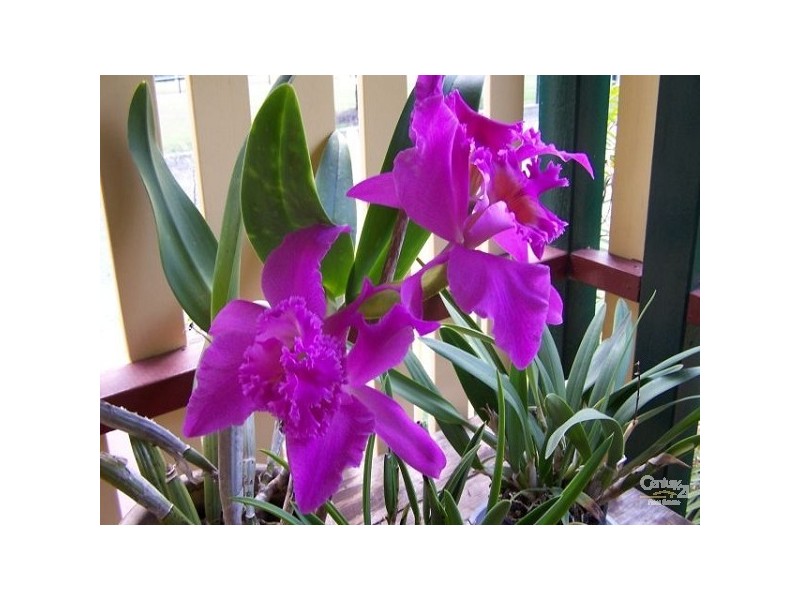 Logan Village QLD 4207