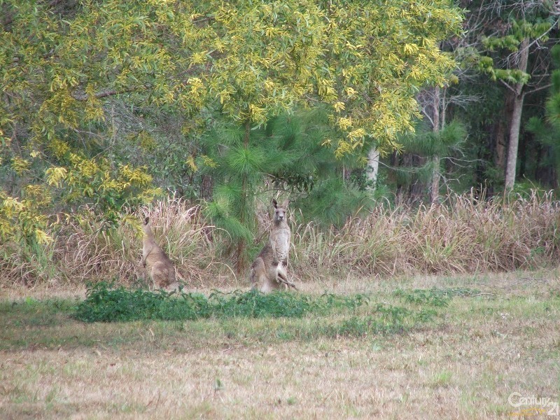 53 Frond Road, Tamborine QLD 4270