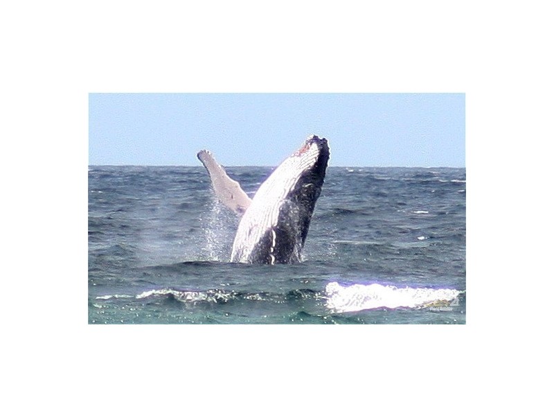 1/1326 Gold Coast Highway, Palm Beach QLD 4221