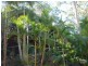 Tallebudgera QLD 4228
