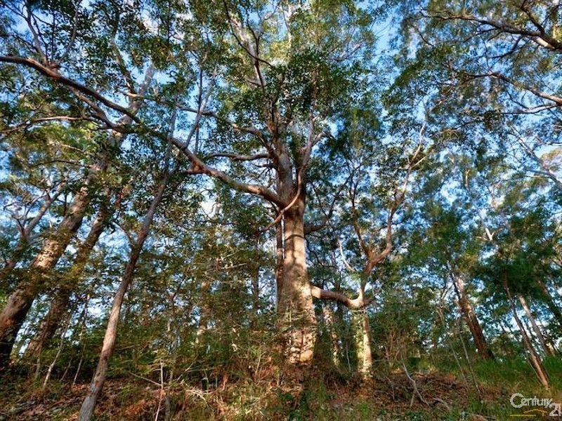 108 Wongawallan Road, Tamborine Mountain QLD 4272