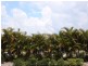 7024 Vista Drive, Benowa QLD 4217