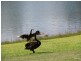 Bli Bli QLD 4560