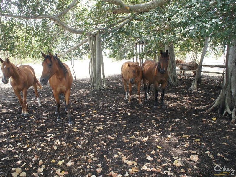 494 McKenzie Road, Alton Downs QLD 4702