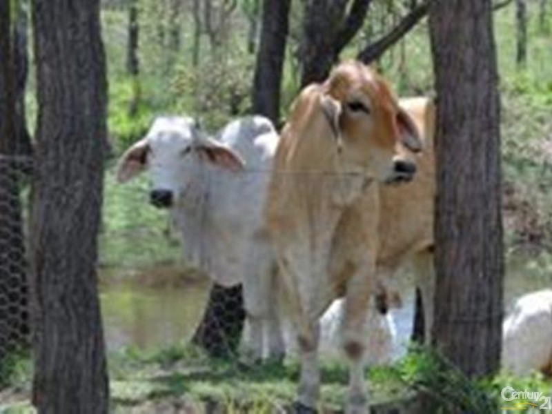 323 E Williams Road, Kabra QLD 4702