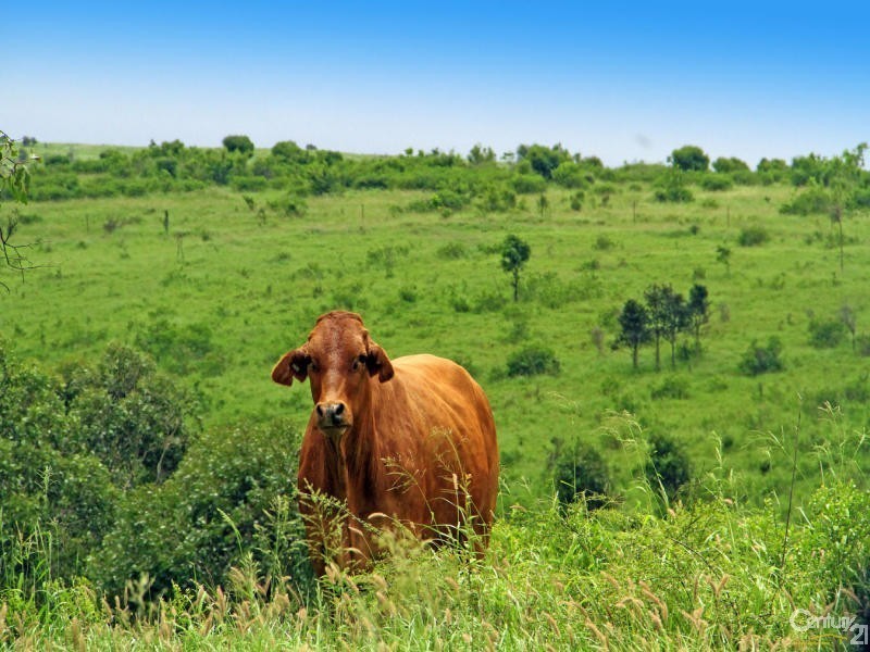 201 Faraday Road, Ridgelands QLD 4702