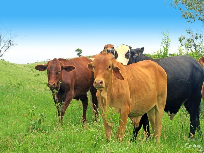 201 Faraday Road, Ridgelands QLD 4702