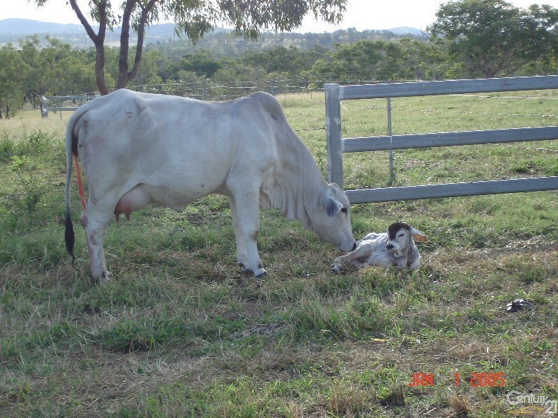 4271 Capricorn Highway, Westwood QLD 4702