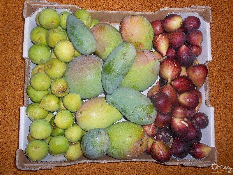 564 South Yaamba Road, Alton Downs QLD 4702