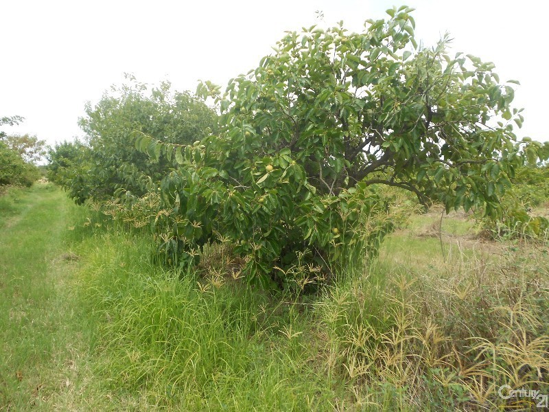 564 South Yaamba Road, Alton Downs QLD 4702