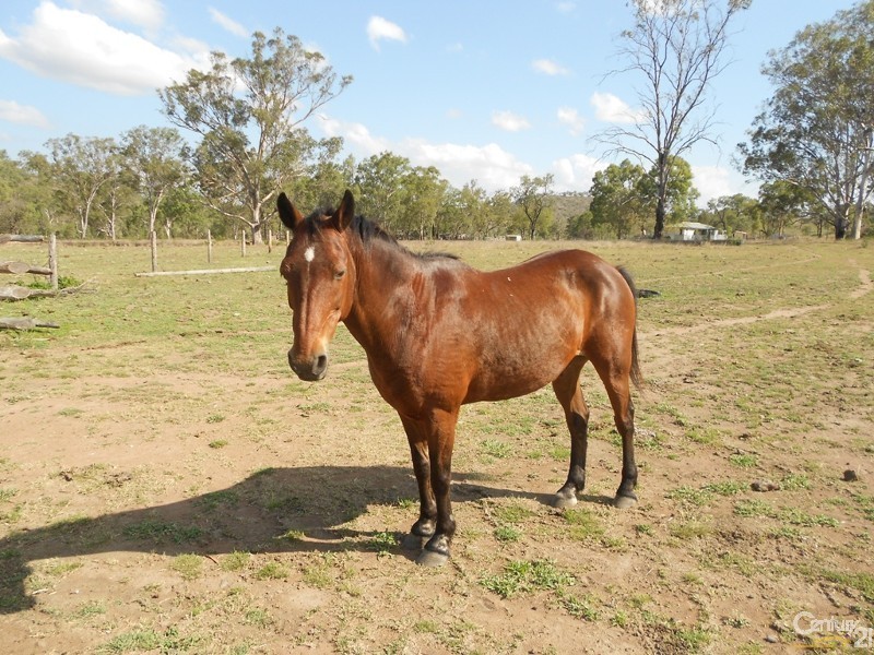 585 Oakey Creek Road, Dululu QLD 4702