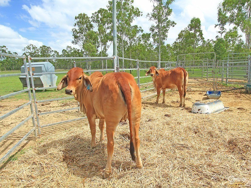 67 South Ulam Road, Bajool QLD 4699