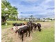 441 Laurel Bank Road, Alton Downs QLD 4702