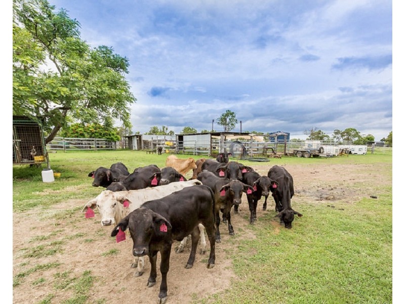 441 Laurel Bank Road, Alton Downs QLD 4702