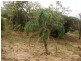 Barlows Hill QLD 4703