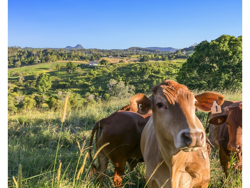 68 Booyong Drive, Black Mountain QLD 4563