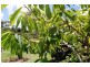 5 Kingsgate Drive, Tinbeerwah QLD 4563