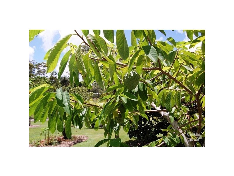 5 Kingsgate Drive, Tinbeerwah QLD 4563