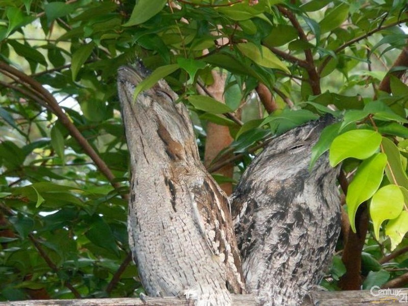 101 Duke Road, Doonan QLD 4562