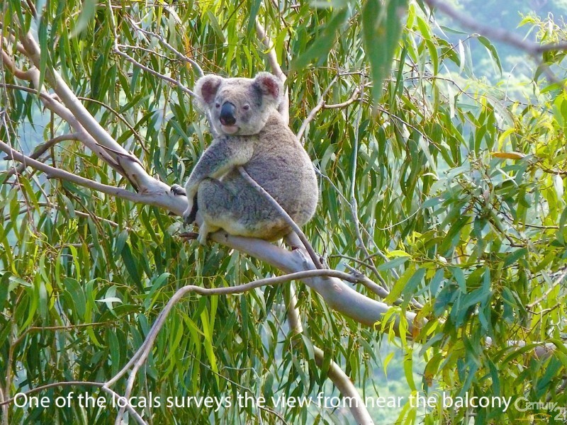 25 Bayview Road, Noosa Heads QLD 4567