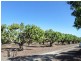 299 Inverdon Road, Bowen QLD 4805