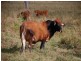 Lot 34 Brampton Drive, Bowen QLD 4805