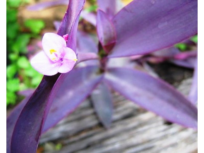 2 Casuarina Street, Bowen QLD 4805