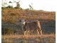 Lot 1 Bowman Road, Taromeo QLD 4306