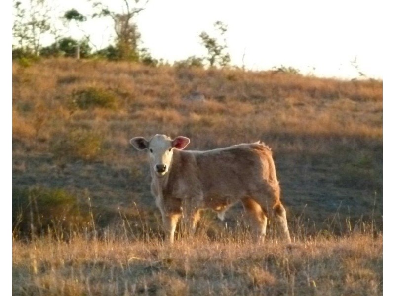 Lot 1 Bowman Road, Taromeo QLD 4306