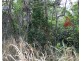 Lot 3 Shute Harbour Road, Flametree QLD 4802