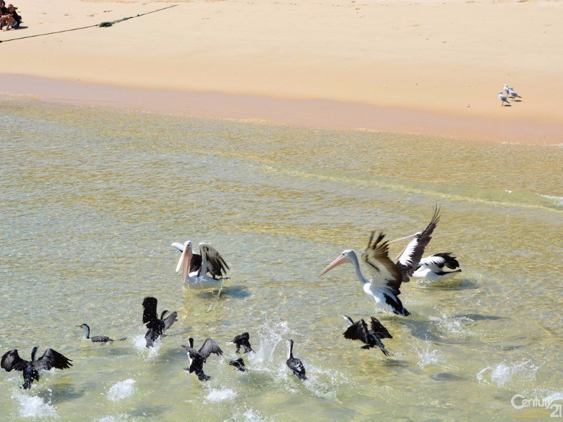 13 Trochus Place, Tangalooma QLD 4025