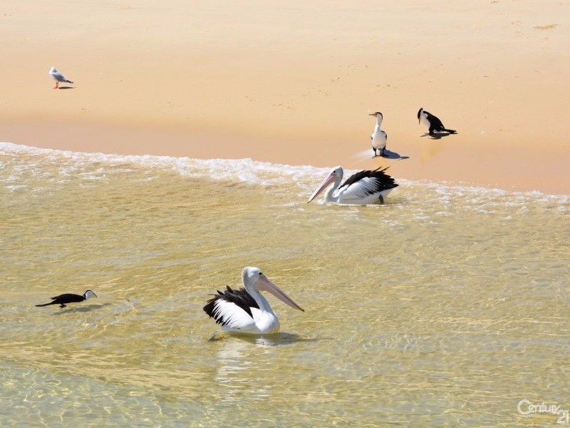 11 Trochus Place, Tangalooma QLD 4025