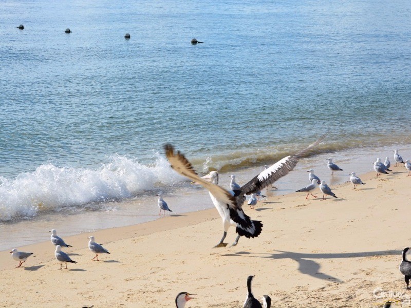 1 Coral Crescent, Tangalooma QLD 4025