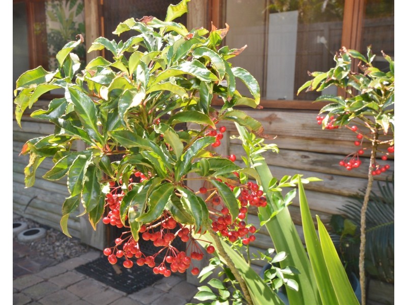 158 Bamboo Avenue, Benowa QLD 4217