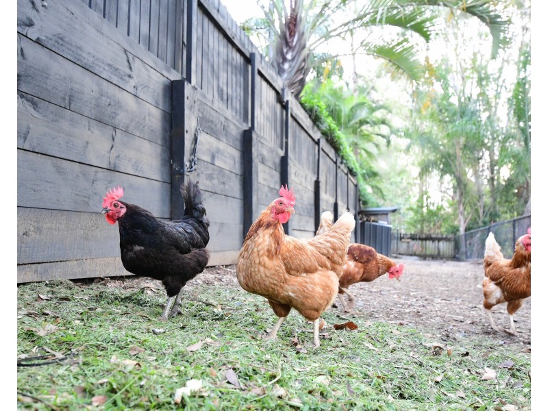 42  Peter Senior Court, Parkwood QLD 4214