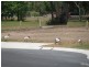 Richana Estate Caroval Drive, Rural View QLD 4740