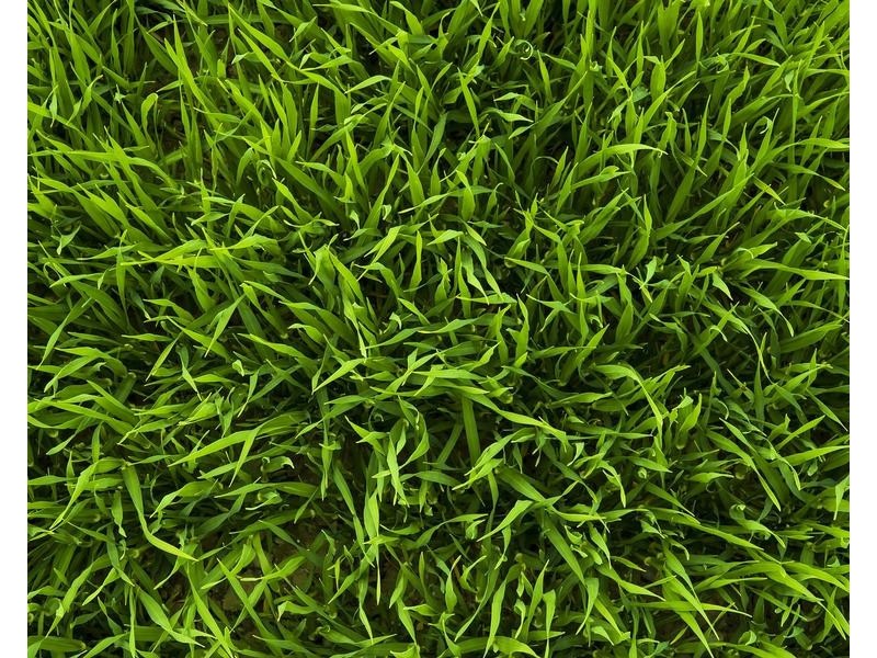 Lot 63/62 Rodney Street, Wynnum West QLD 4178