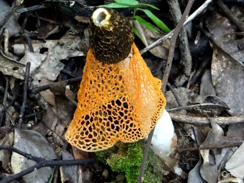 Lot 164 Boyds Lane, Dulguigan NSW 2484, Dulguigan NSW 2484