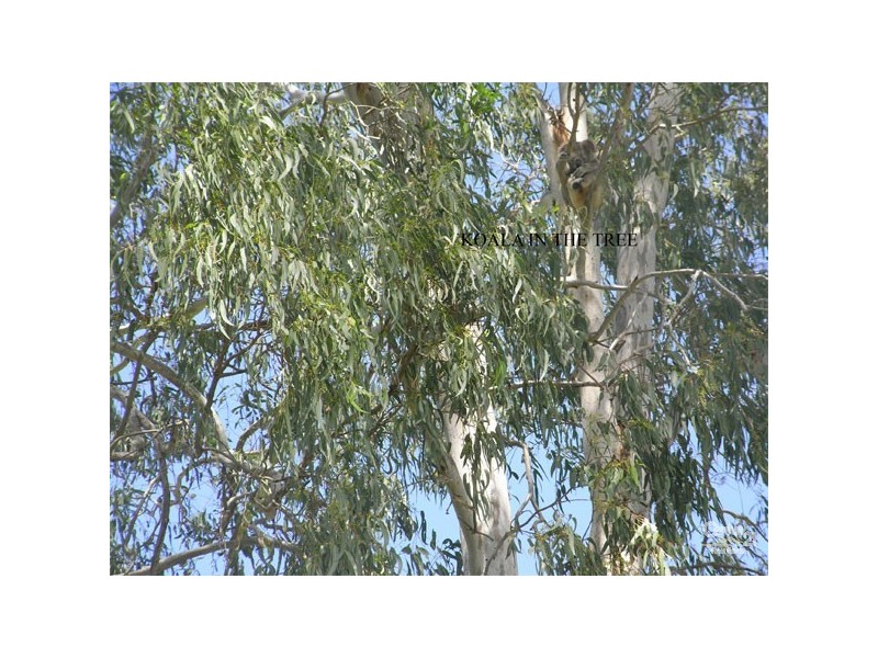 23 Kroll Street, Kippa-ring QLD 4021