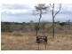 25 Adelaide Terrace, Bowen QLD 4805