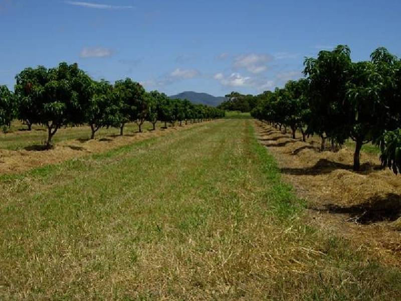 82 Weekes Road, Bowen QLD 4805