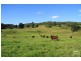 Eumundi QLD 4562