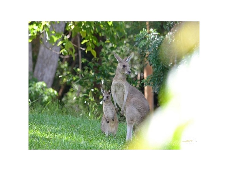 173 Eudlo Flats Road, Diddillibah QLD 4559