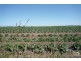 Woongarra QLD 4670
