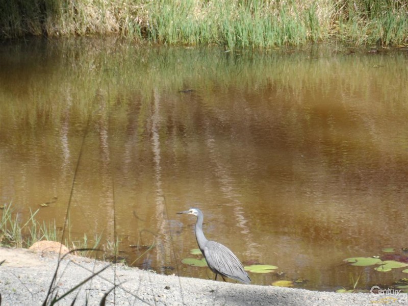 Lot 63 Tanderra Drive, South Kolan QLD 4670